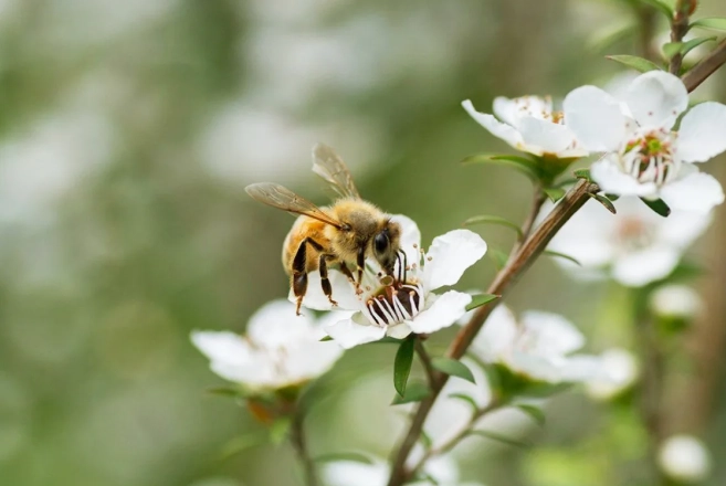 麥蘆卡蜂蜜 空腹