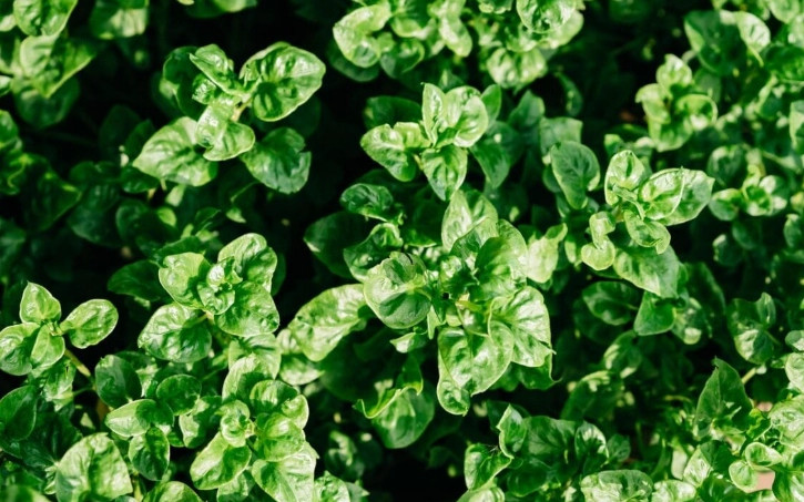 越南常用香草完整指南：從九層塔到香茅的風味解析與應用