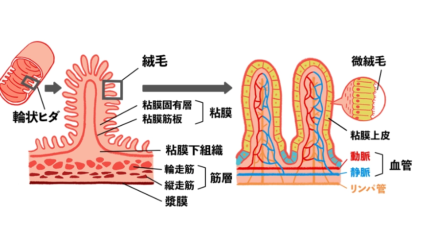 消化系統改善