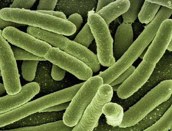 益生菌安全食用