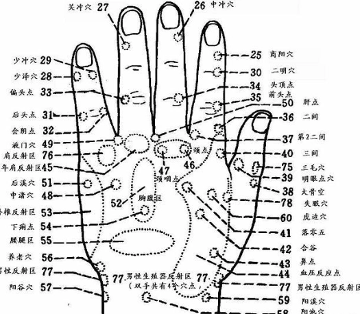 手掌腎臟穴道按摩：位置、功效與日常保健完整指南