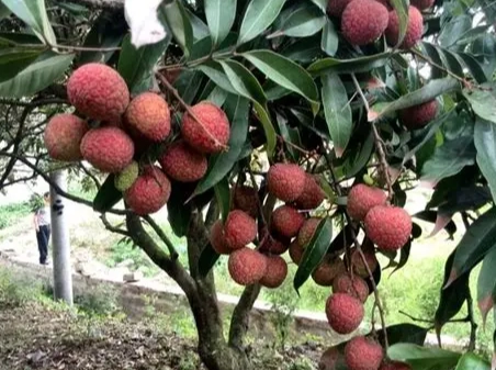 水果中的補腎王是它！營養師教你這樣吃最有效