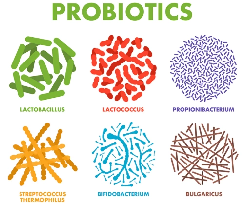益生菌服用時間