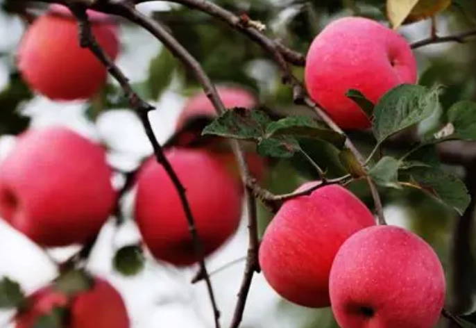 逆流性食道炎 飲食