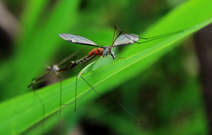 搖蚊壽命完整解析：從幼蟲到成蟲，掌握防治關鍵期