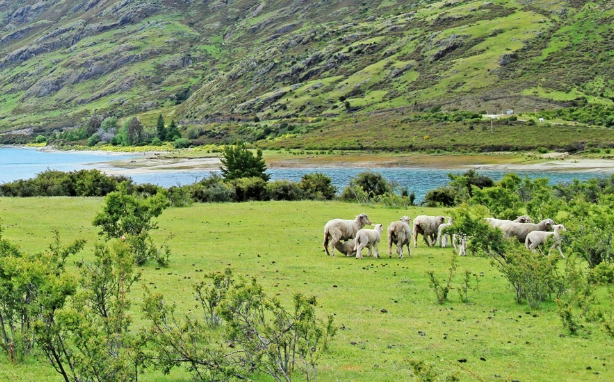 台灣 駕照 換發