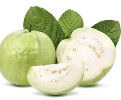 懷孕番石榴養護全攻略：從開花到採收的關鍵步驟