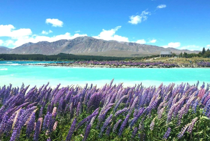 紐西蘭國際駕照