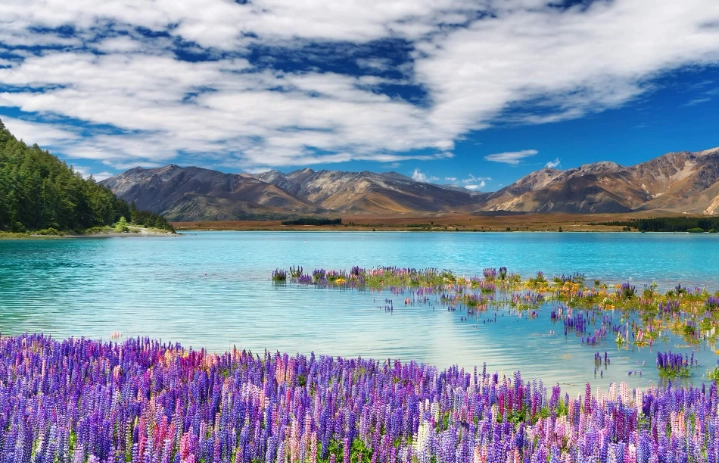 紐西蘭入境卡範例