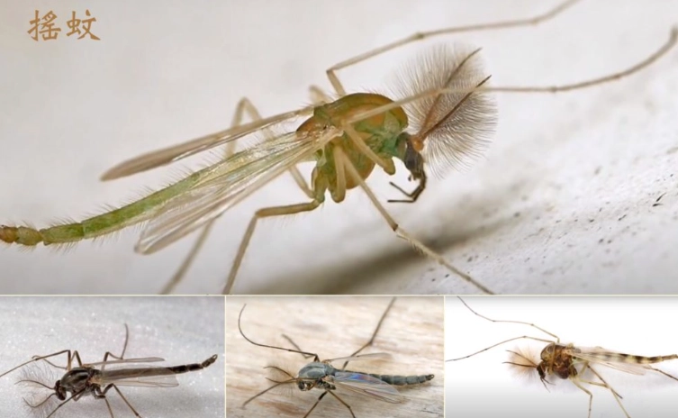 搖蚊幼蟲
