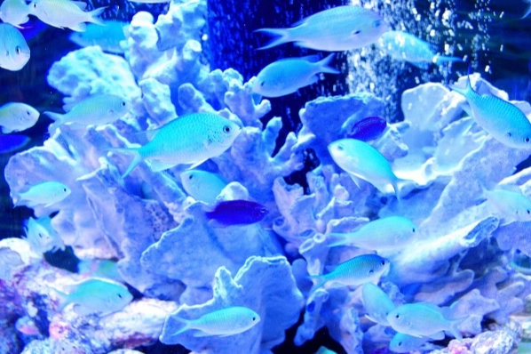 台灣常見海魚指南：10種必知魚類與選購烹飪全攻略