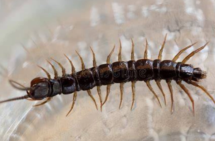 居家除蜈蚣終極指南：安全防治步驟與專家避坑建議