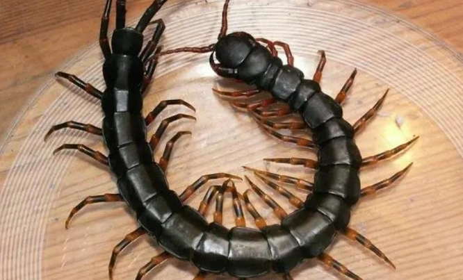 蜈蚣會咬人嗎？咬傷症狀、處理步驟與預防方法全解析