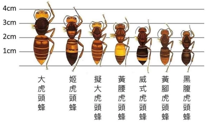 家裡有虎頭蜂