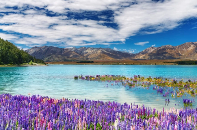 紐西蘭駕照分級