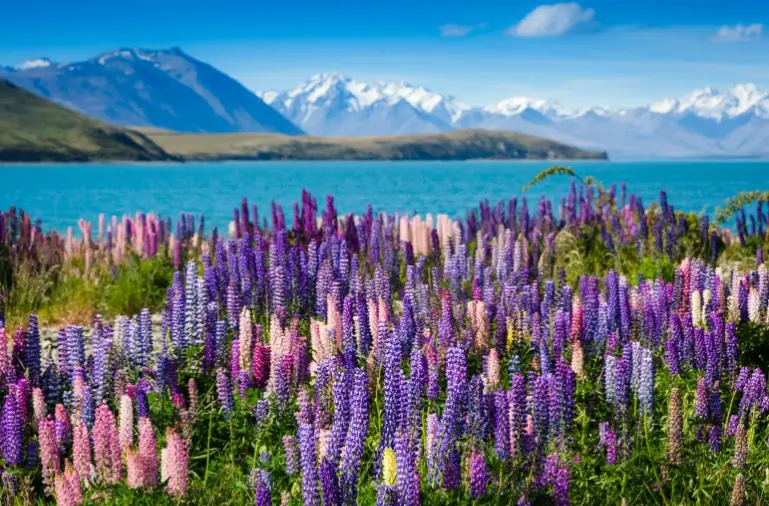 紐西蘭駕照路考