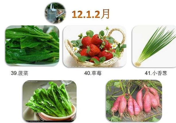 適合小孩種的菜