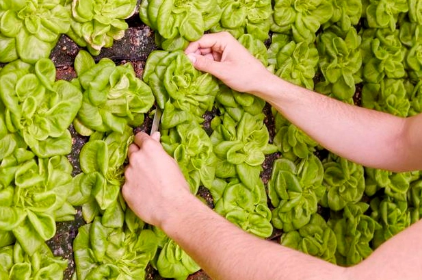 室內蔬菜種植全攻略：新手必學的居家種菜技巧與常見問題解答