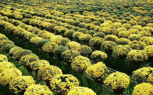 春天種植作物全攻略：從選種到收成的實用指南