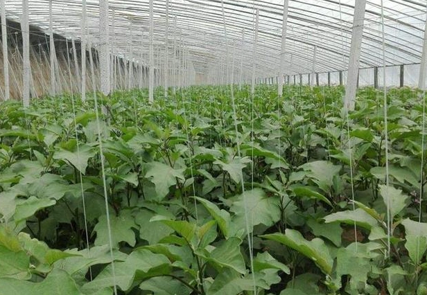 高溫蔬菜選擇與烹飪全攻略：台灣夏季美味秘訣