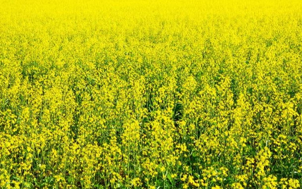 台灣農作物種植