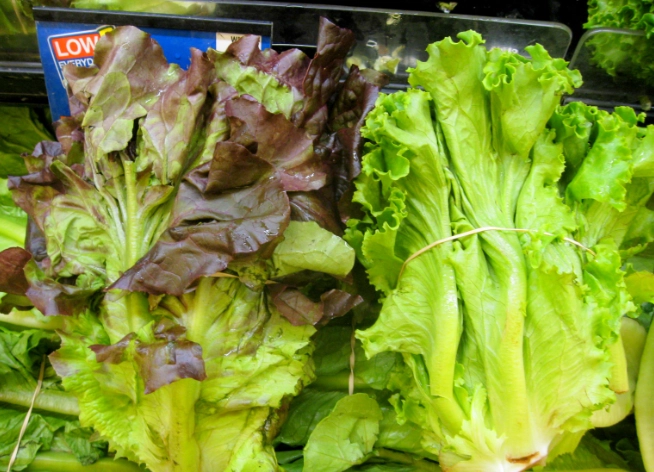 夏天萵苣種植全攻略：避開高溫陷阱，輕鬆收成脆甜蔬菜