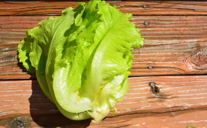 萵苣種植技巧