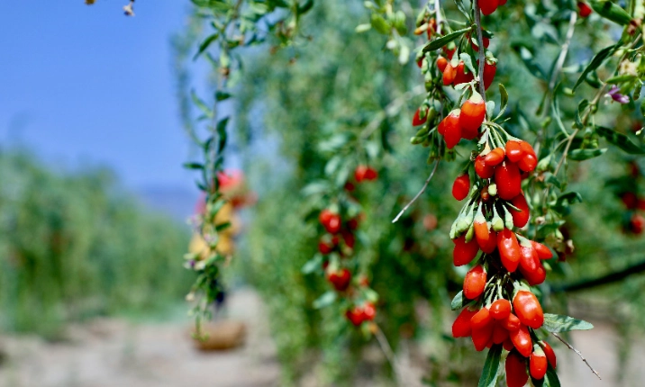 腎臟病可以吃枸杞嗎？腎臟科醫師與營養師的完整解答