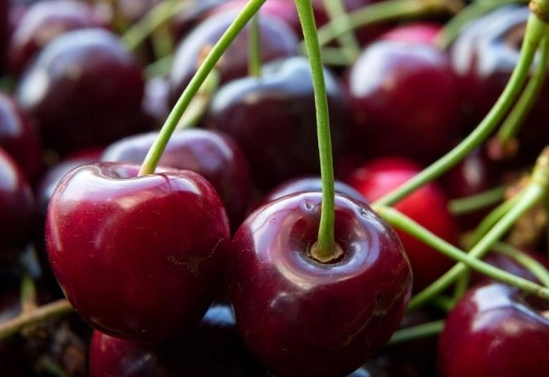 地中海貧血飲食
