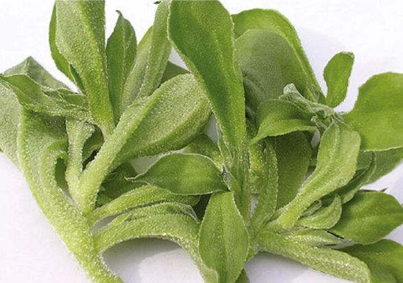 冰菜保存終極指南：讓你的冰菜保持清脆口感的秘訣