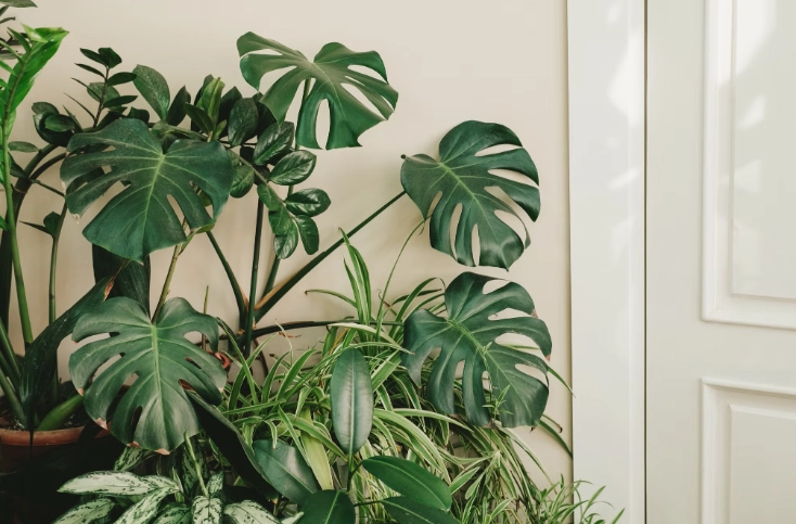 居家種植新手攻略：從零開始的陽台菜園完整指南