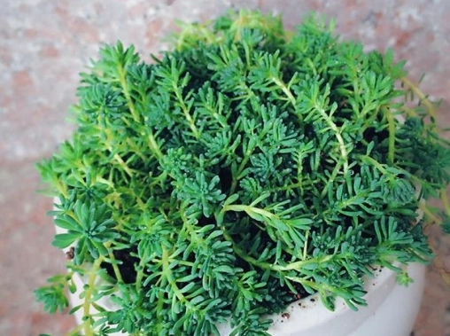 夏天適合種什麼植物？台灣夏季耐熱植物推薦與照顧全攻略