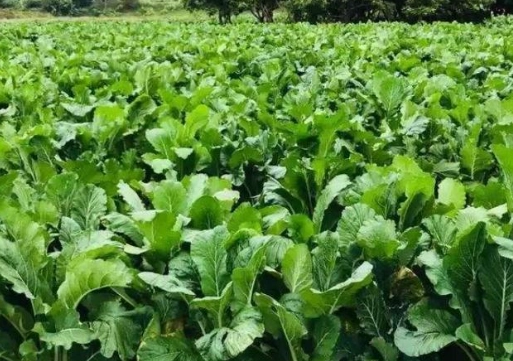 台灣秋季蔬菜 台灣秋季蔬菜