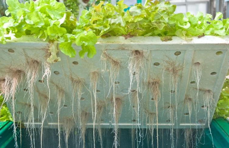 水耕栽培營養液