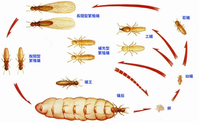 飛蟻脫翼完全指南：現象、時間與觀察秘訣