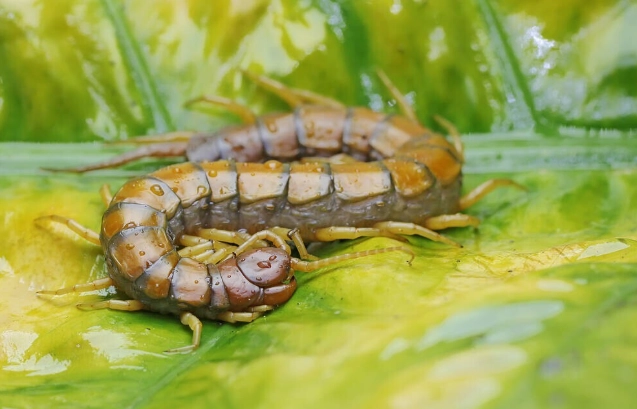 蜈蚣怕熱水