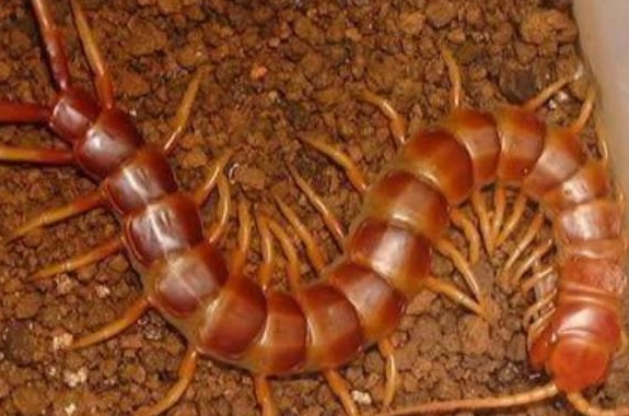 蜈蚣怕什麼