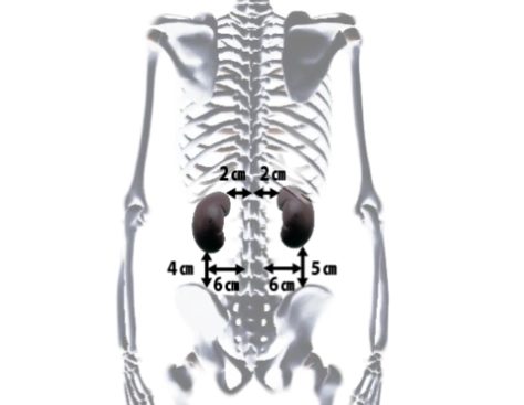 腎經穴道全攻略：從基礎知識到實用按摩技巧