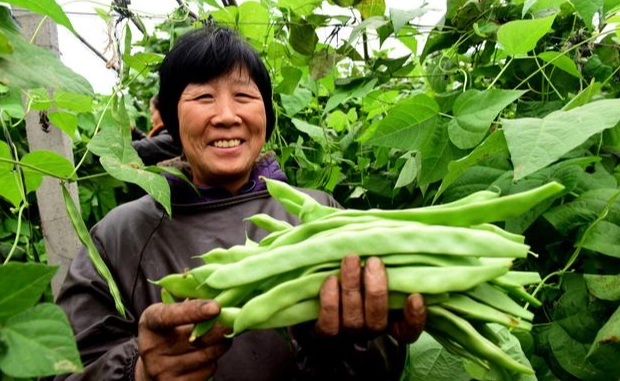 家庭菜園種植 家庭菜園種植