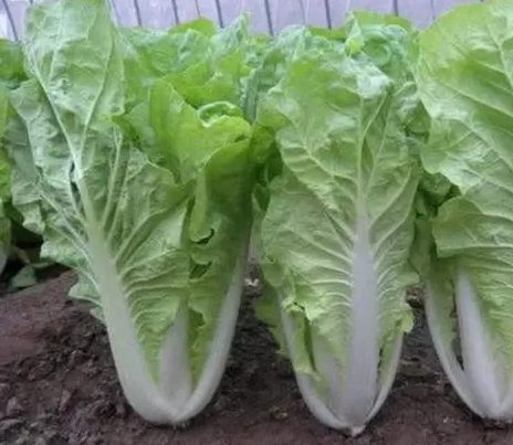 家庭菜園種植 家庭菜園種植