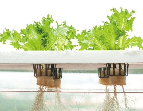 水耕種植營養液