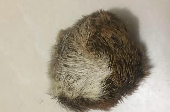 如何描述麝香氣味