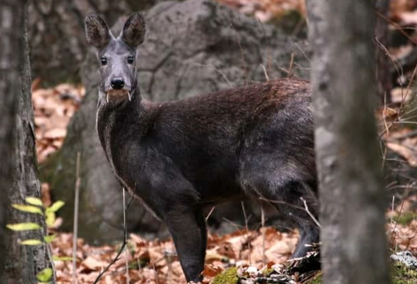 麝香鹿 保育