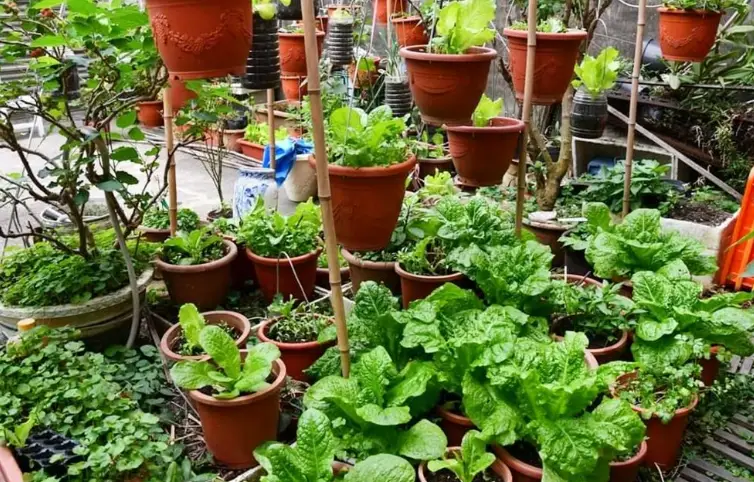 一年四季種菜全攻略：台灣家庭菜園季節規劃與實用技巧