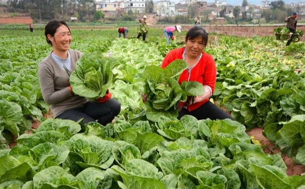 家庭菜園種植 家庭菜園種植