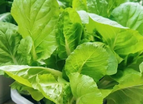 台灣秋季蔬菜 台灣秋季蔬菜