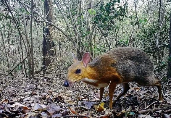 麝香鹿：台灣山林中的神秘精靈與保育全攻略