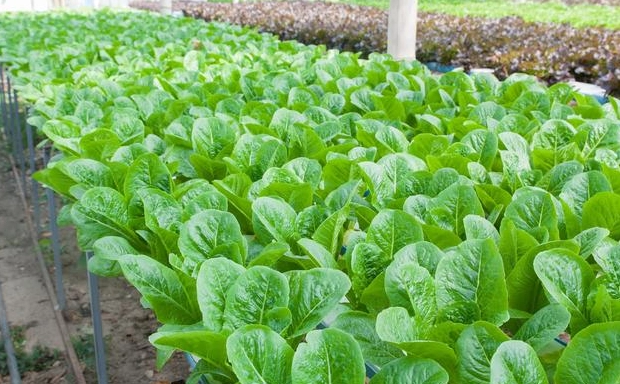 家庭菜園種植 家庭菜園種植
