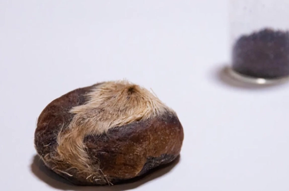 麝香味道形容全攻略：從嗅覺到文字的實用技巧