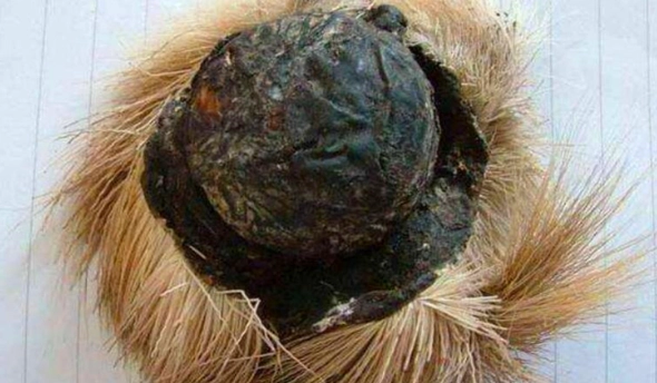 如何描述麝香氣味